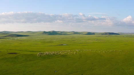 drone orbits around mongolian grassland plains with livestock herd roaming free