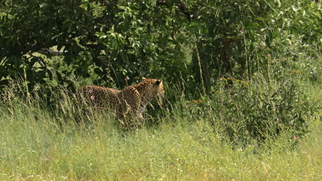 vista pintoresca de un solo leopardo en hierba verde alta y árboles parados y caminando, reserva de caza sabi sands, sudáfrica, vista a nivel de los ojos
