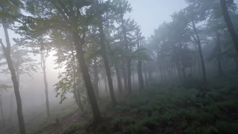 escena de un bosque de niebla
