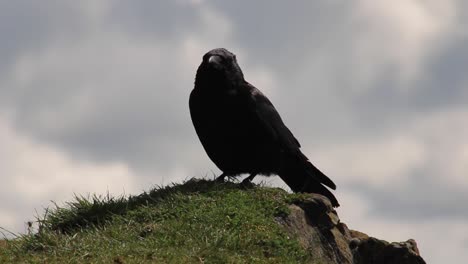 american raven, black crow on the hill with cloudy sky for a background