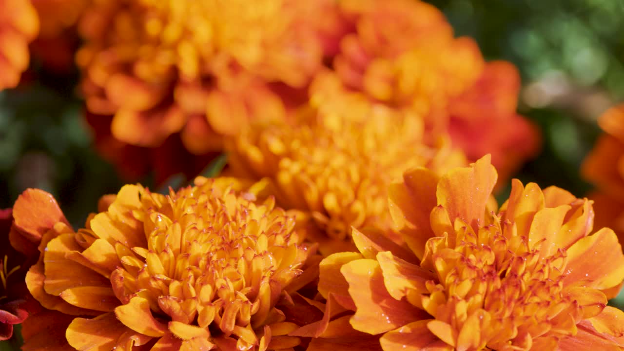 Macro camera movement across blooming orange marigolds, natural daylight, shallow depth of field