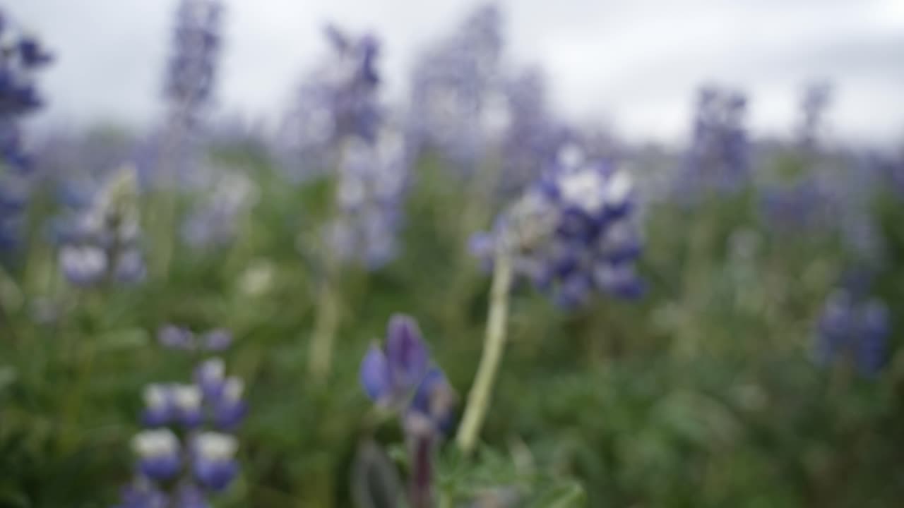 Questo è un video di un bellissimo campo fiorito in Islanda.
