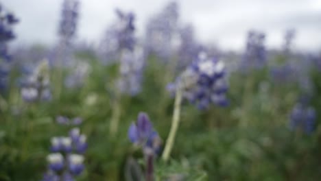 este es un clip de un hermoso campo de flores en islandia