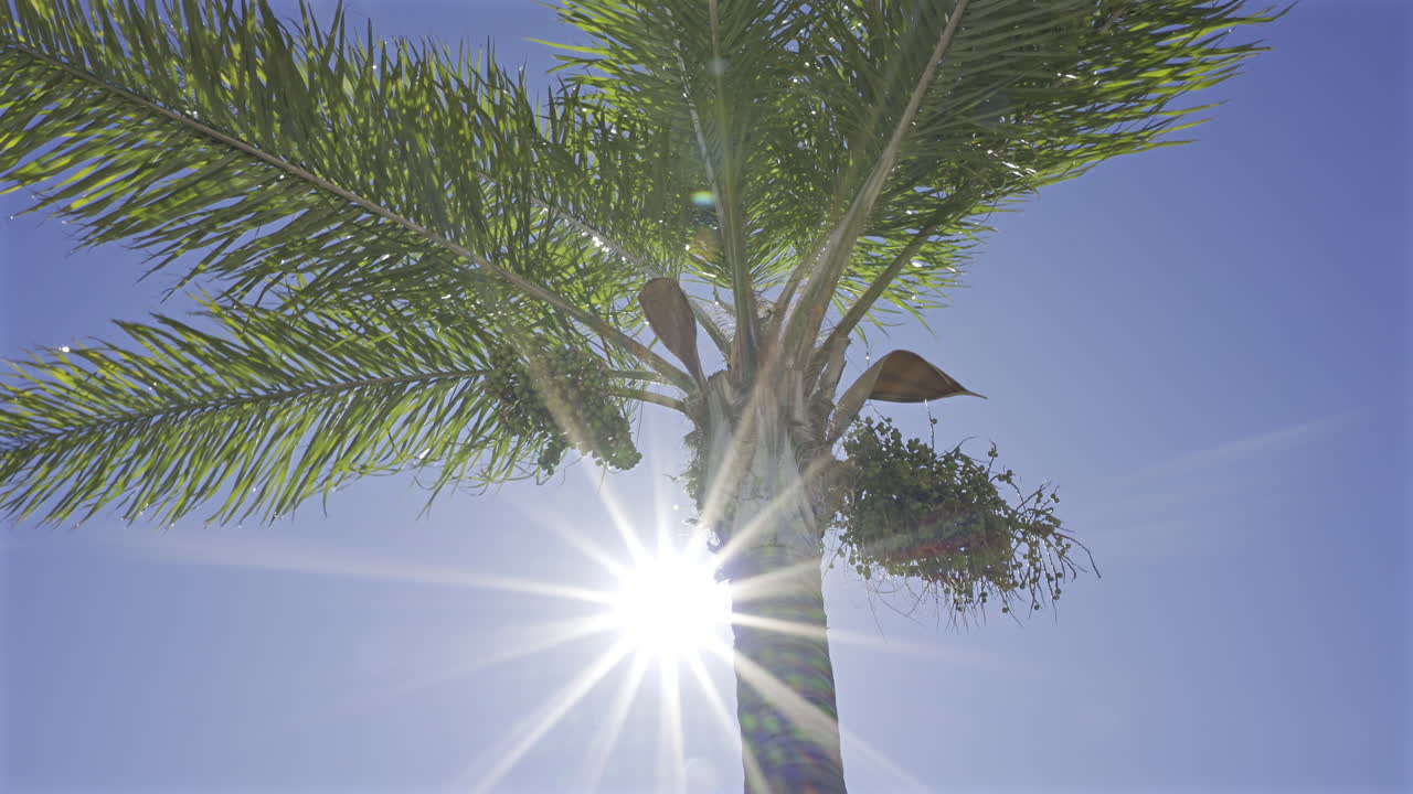 Close up of sun peaking through the leaves of a palm tree with the blue sky on the background