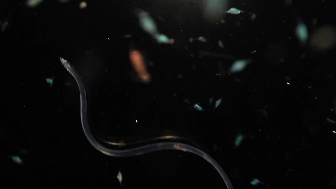 Transparent leptocephalus larva swimming near the ocean surface surrounded by a dense cloud of zooplankton during a blackwater dive