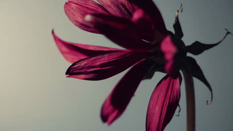 close-up of a dried red flower