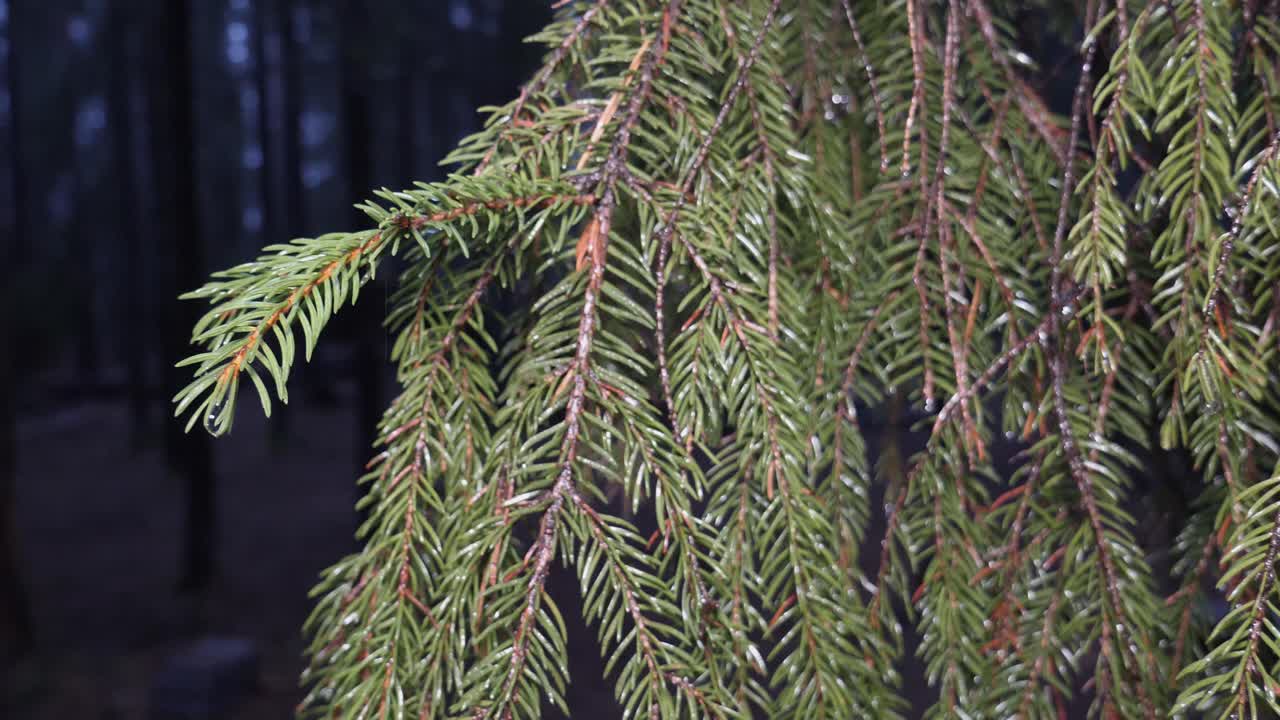 A remote cabin or wilderness shleter in the background with a pine or fir tree bough lighted in the foreground on a damp night
