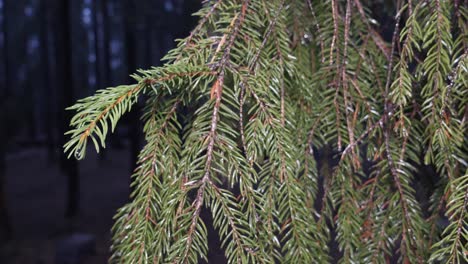 a remote cabin or wilderness shleter in the background with a pine or fir tree bough lighted in the foreground on a damp night