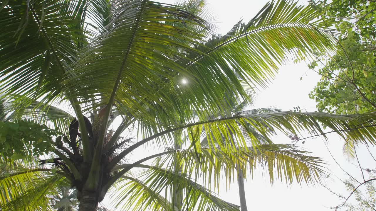 mirando a través de las palmeras mientras el sol se pone por la tarde con otros árboles altos en el fondo y efectos de bengala