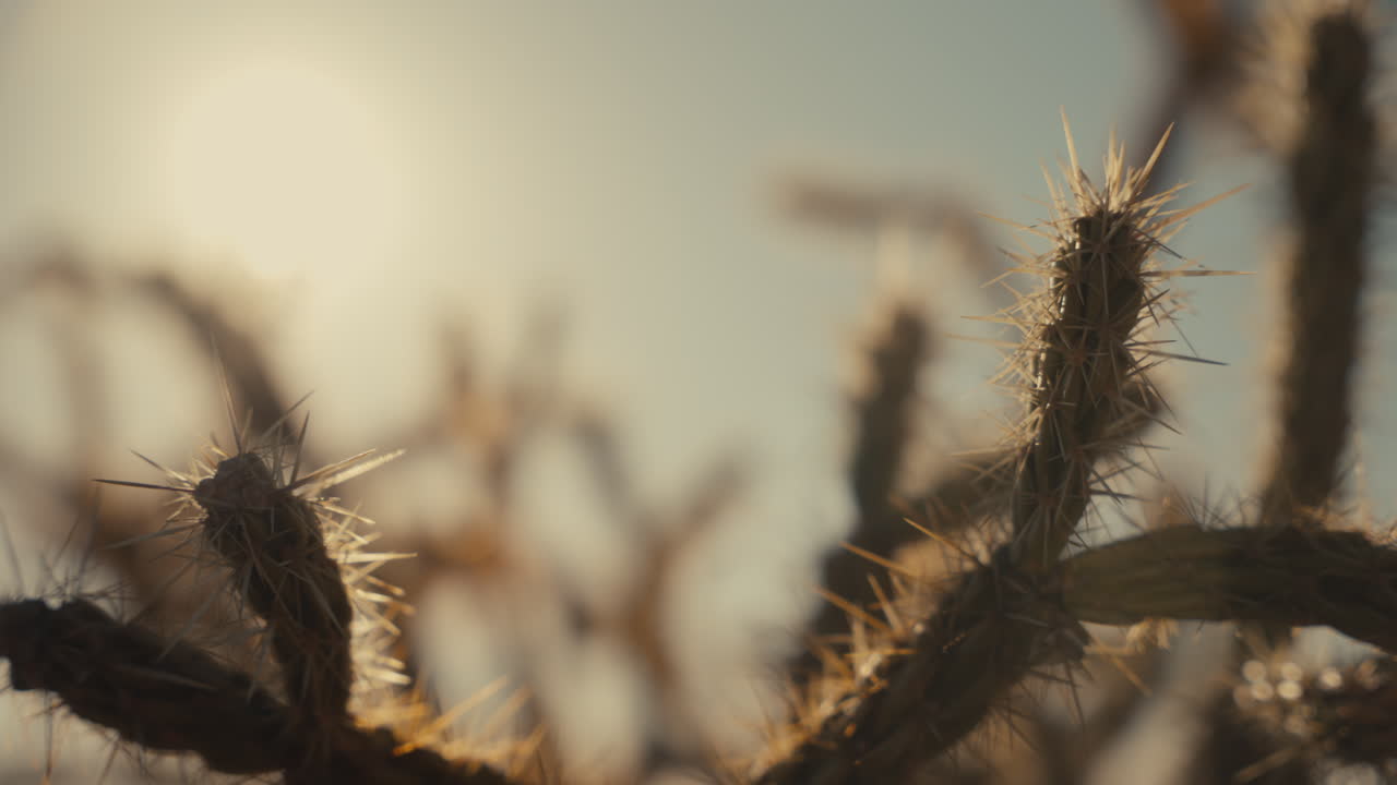 Desert Cactus in Sunlight