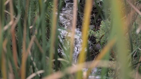 creek water flowing downstream into a river, slow motion