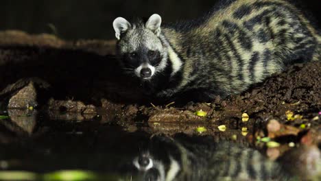 Impresionante-Plano-Medio-De-Una-Civeta-Africana-Bebiendo-De-Noche,-Gran-Kruger