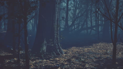 misty dark forest at night