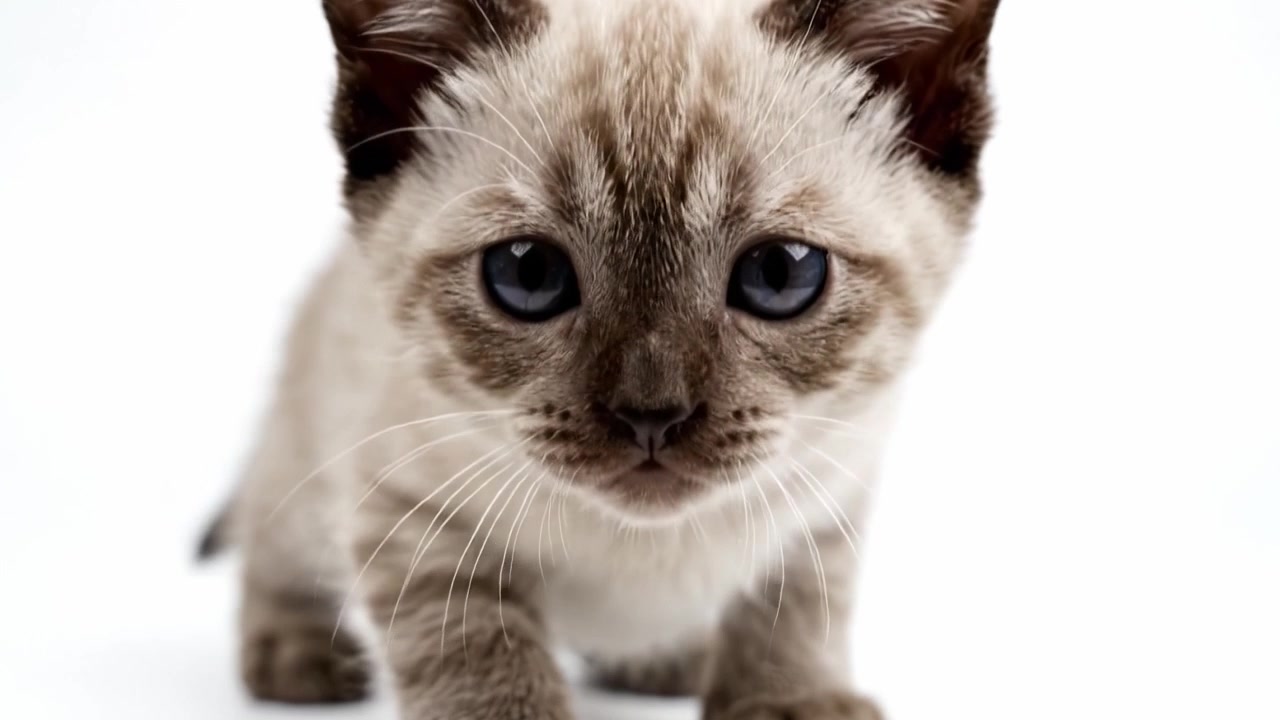 Adorabile gattino con sorprendenti occhi azzurri in posa per la fotocamera, che mostra il suo manto unico e l'espressione giocosa in un luminoso ambiente di studio.