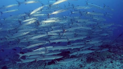 Schooling-barracudas-up-close