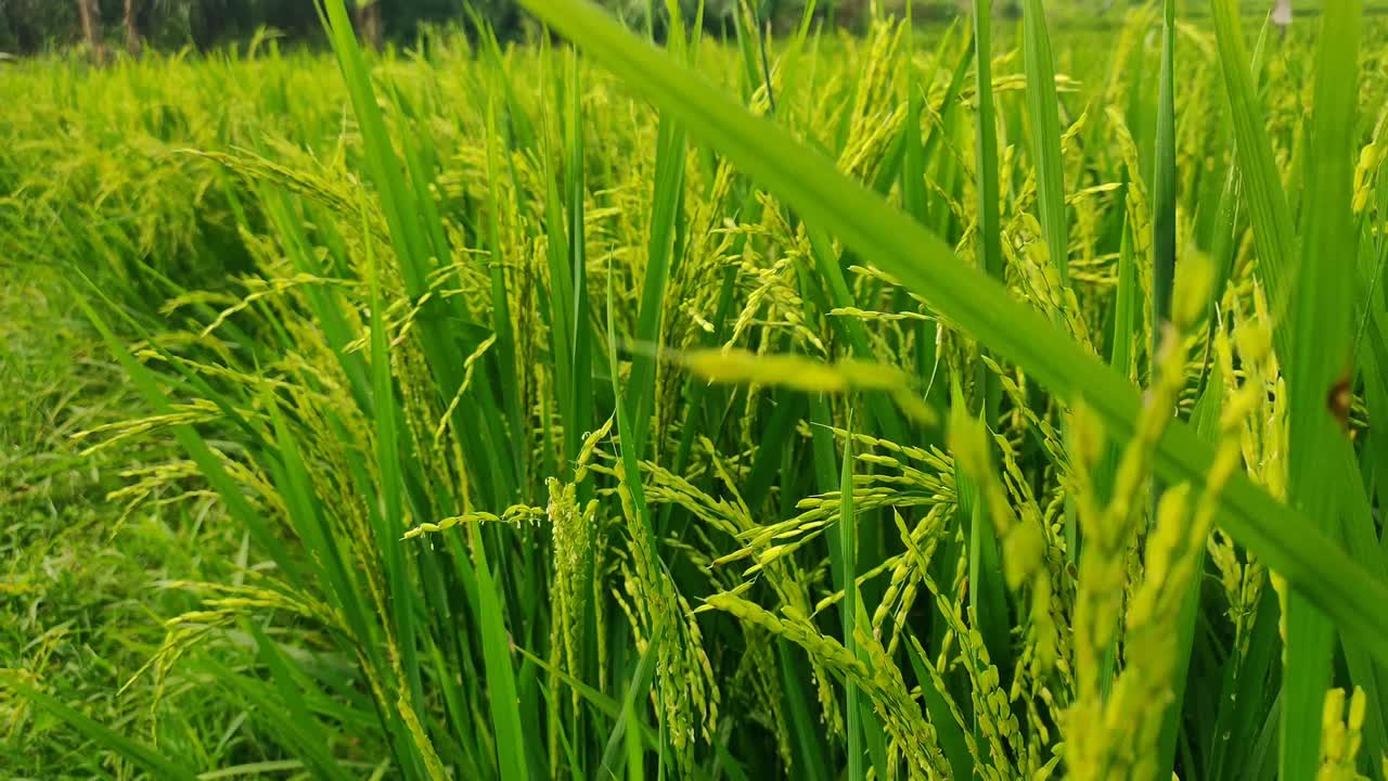 녹색과 비옥한 의 아름다움, 수확할 준비가 된