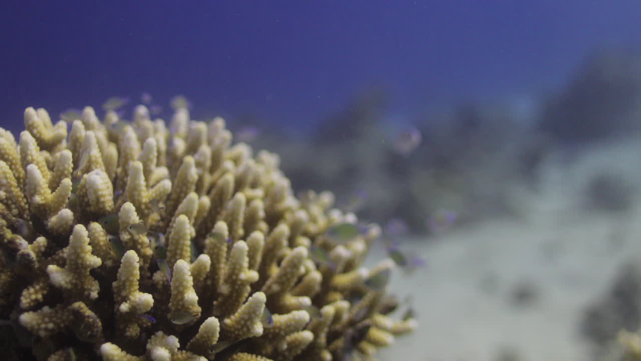 Acropora coral in the Reef, known as table coral, elkhorn coral, and staghorn coral