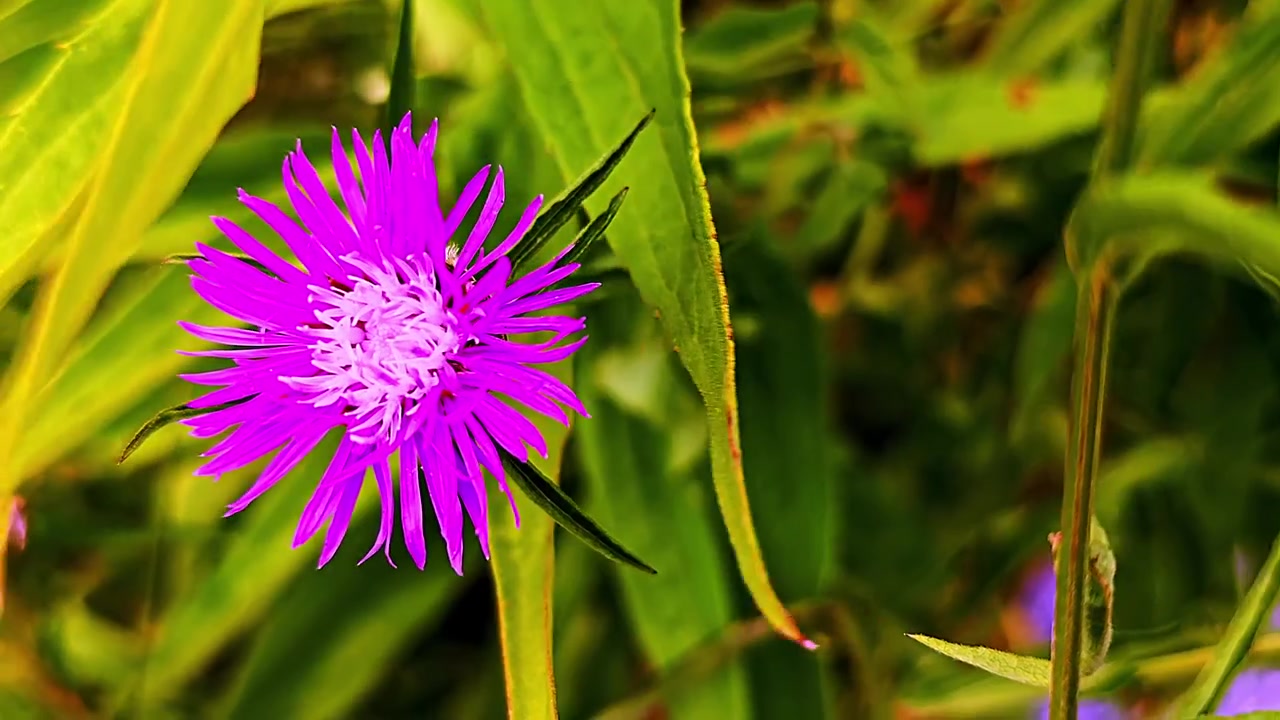 Bunga Knapweed Tumbuh di Eastern Prom Portland, Maine