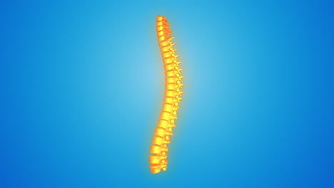 columna vertebral, columna vertebral humana vista lateral de la columna vertebral vertebra dorsal, columna vertebral humana fondo azul, atención médica, columna vertebral humana, ilustración en 3d de la columna vertebral
