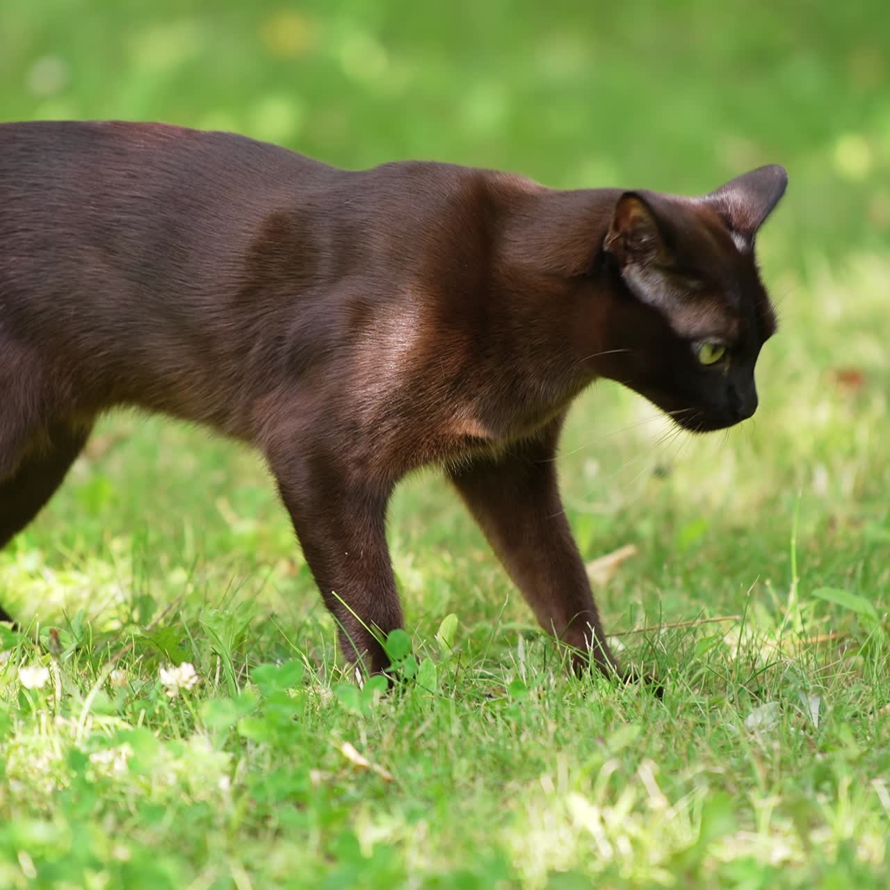 Lovely cat with short shining black fur walks in the nature. Yellow-eyed domestic animal exploring grass