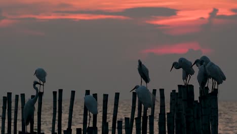 The-Great-Egret,-also-known-as-the-Common-Egret-or-the-Large-Egret