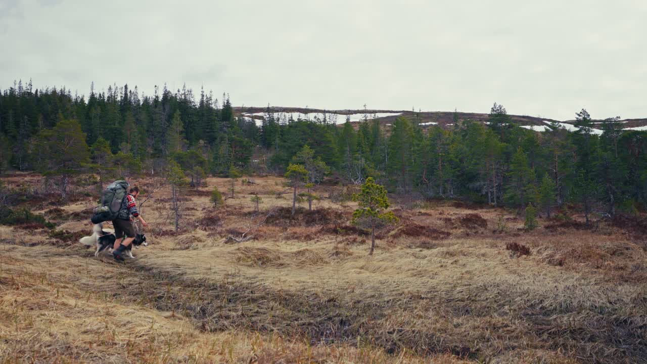 Male Hiker With His Dogs Walking On Hiking Trails In Åfjord, Norway - Wide Shot