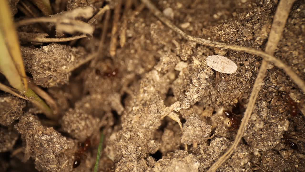 방해받은 불개미집의 하향식 보기 - 개미가 흰색 껍질을 벗긴 벌레 아래의 흙을 파고들고, 개미는 결국 그것을 검사하지만 움직이게 할 수 없습니다.