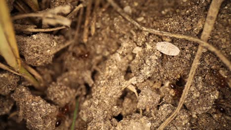 Vista-De-Arriba-Hacia-Abajo-Del-Montículo-De-Hormigas-De-Fuego-Perturbado---Hormigas-Cavando-En-La-Tierra-Debajo-De-Un-Insecto-De-Caparazón-Blanco,-Las-Hormigas-Finalmente-Lo-Inspeccionan-Pero-No-Pueden-Hacer-Que-Se-Mueva