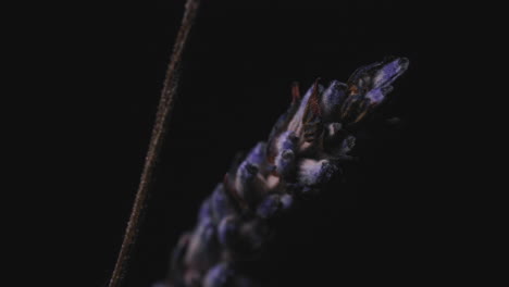 light revealed a dry lavender flowers against black background