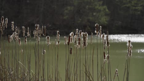 cattail seeds blowing away with a gentle breeze