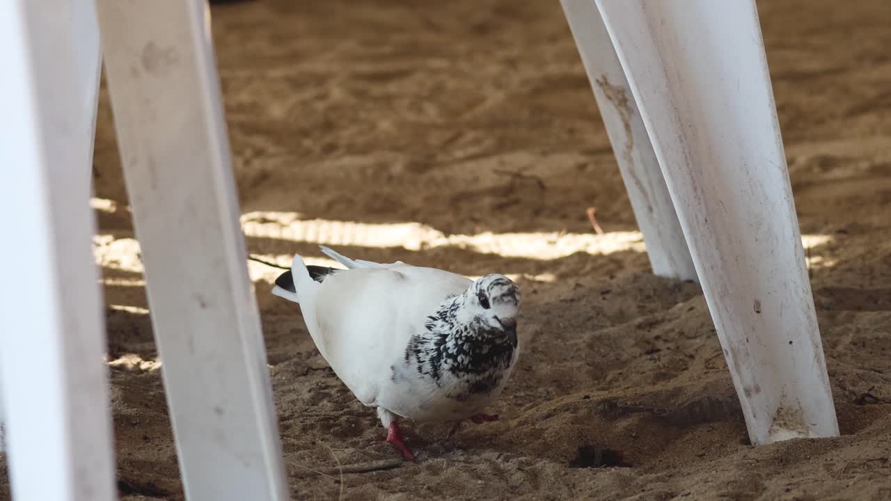 Pigeon walks and pecks ground near white fence