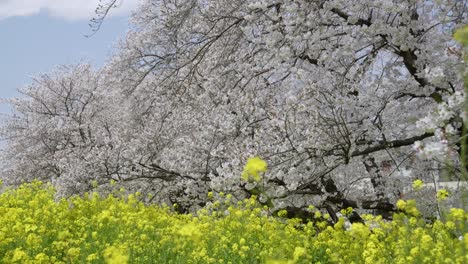 cinematic spring scenery in japan with cherry blossoms and rapeseed flowers