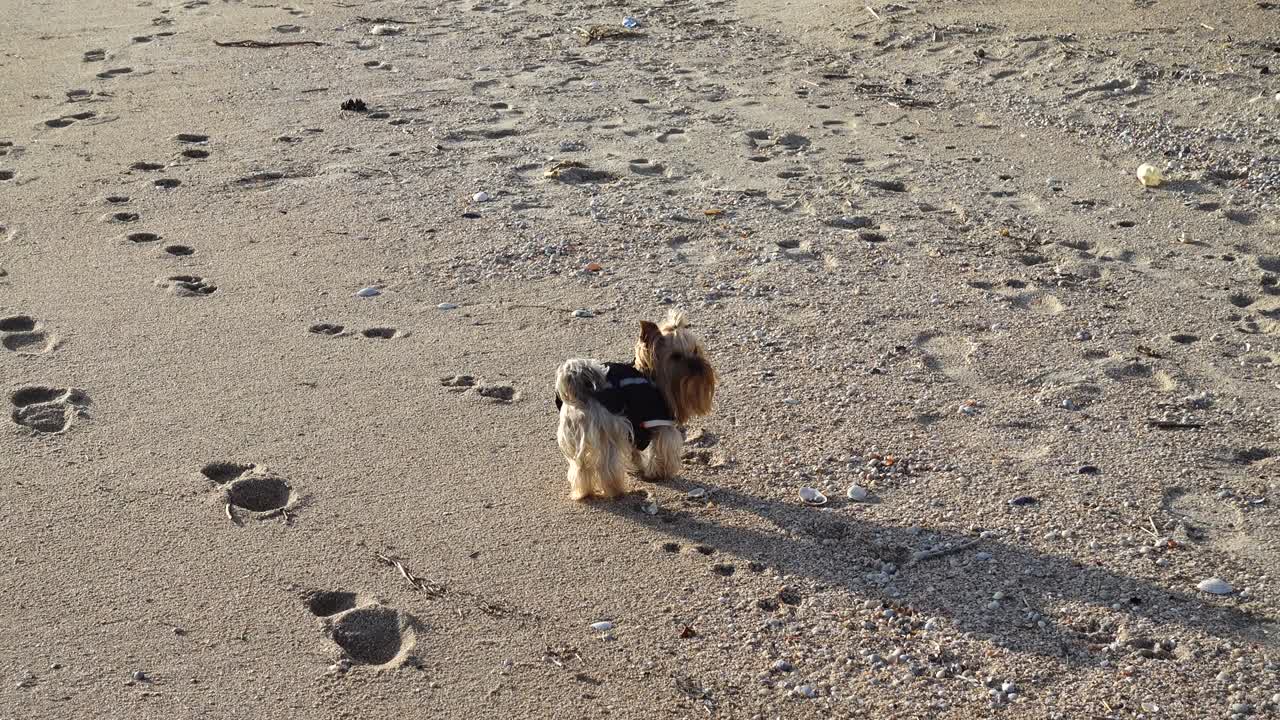 해변에 있는 요크셔 테리어