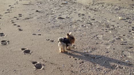 el yorkshire terrier en la playa.