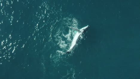 Cinematic-Aerial-vertical-Slow-Mo-footage-of-a-humpback-whale-in-calm-blue-ocean-water,-playing-and-splashing-around-blowing-water-fountains-off-Sydney-Northern-Beaches-Coastline-during-migration