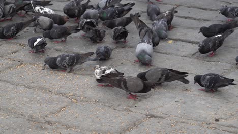 pigeons eat grain at floor.