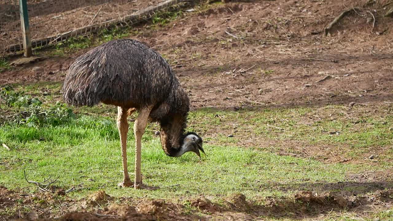 Emu di ladang