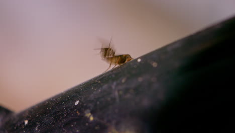 small insect male mating with a larger female