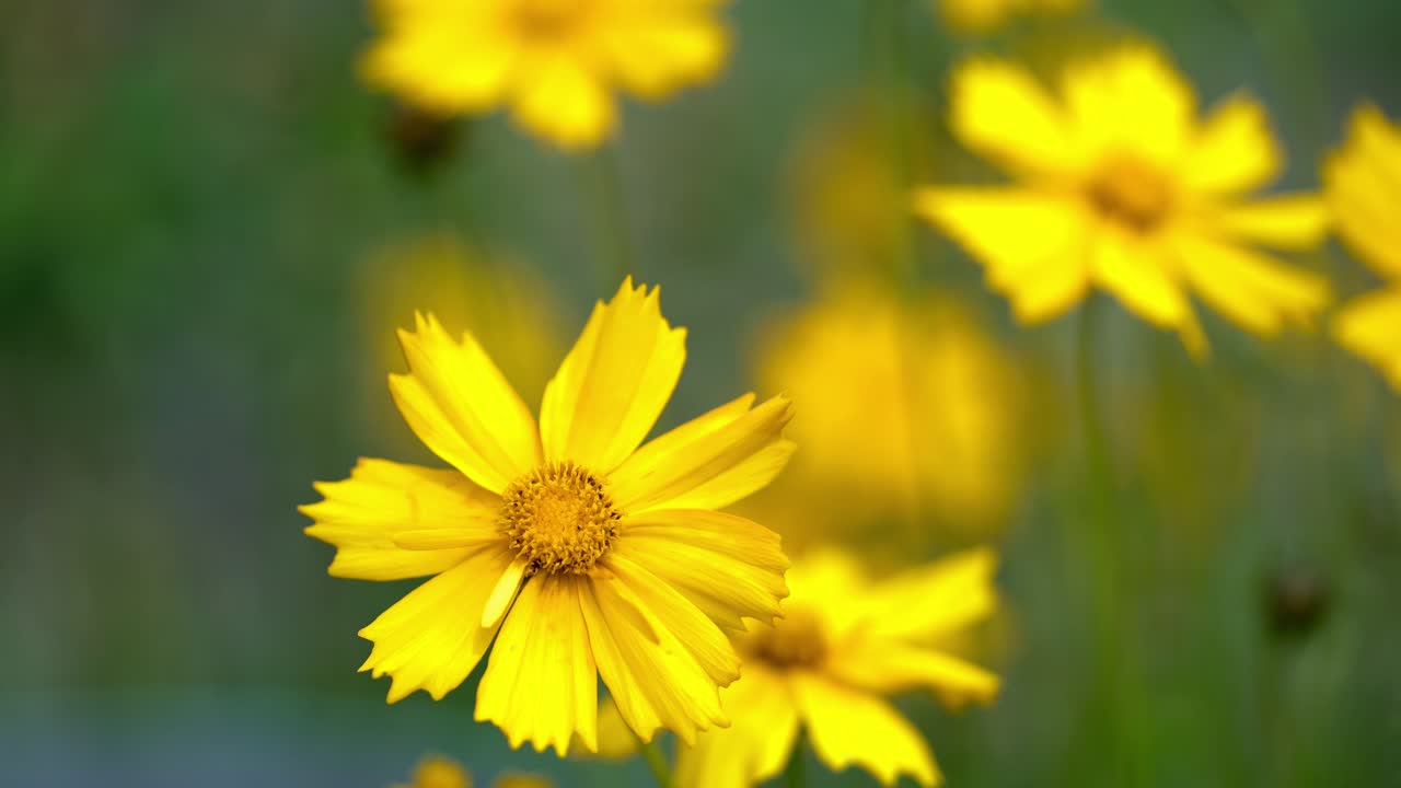 Ape che raccoglie polline su un fiore giallo brillante. Coreopsis.