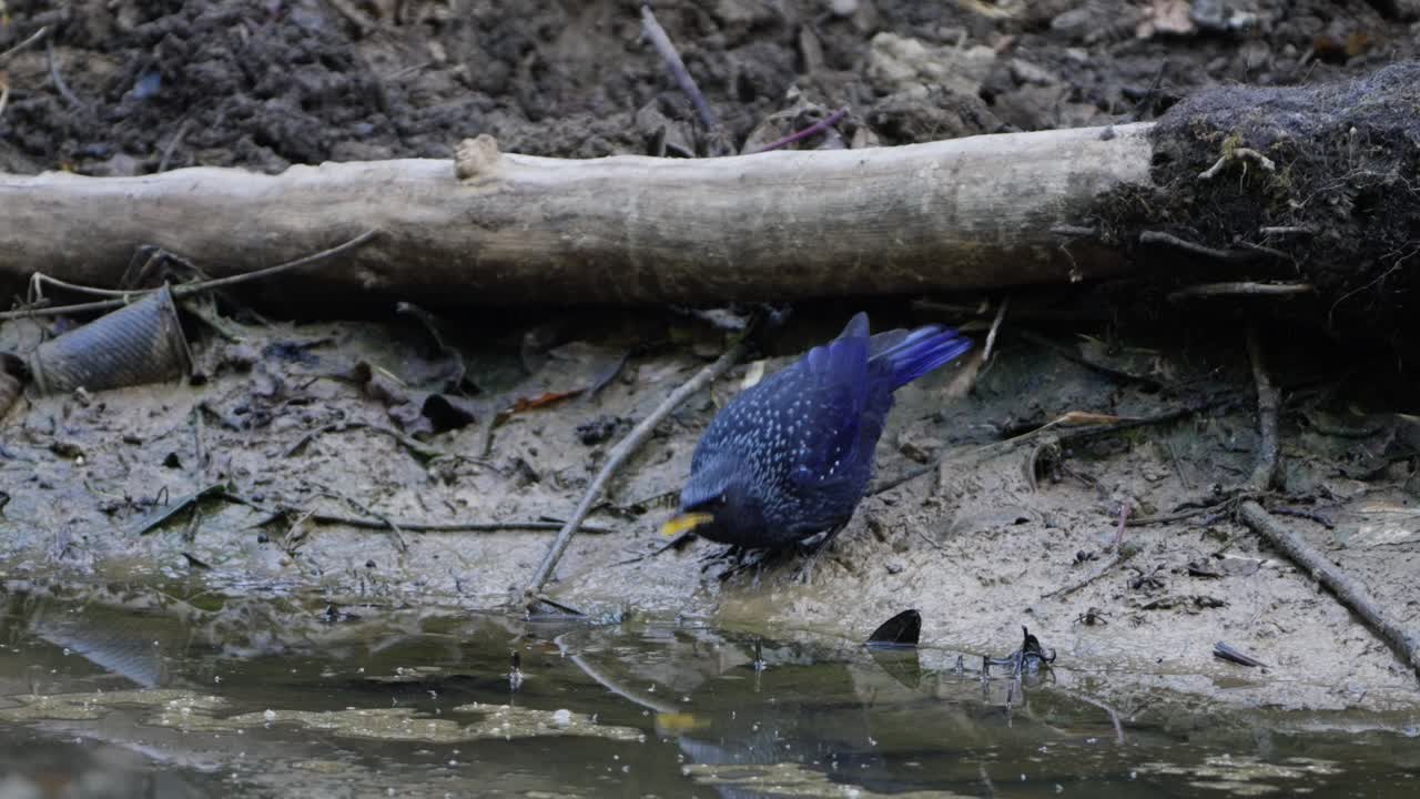 Blue Whistling Thrush bird drinking water