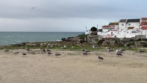 Schwarm-Möwen-In-Der-Gleichen-Position-Mit-Wind-In-Der-Feder,-Stadt-Penihe,-Portugal