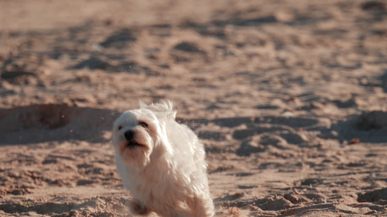 A cheerful white dog runs across the sandy beach, kicking up dust and moving toward the camera in the sunlight