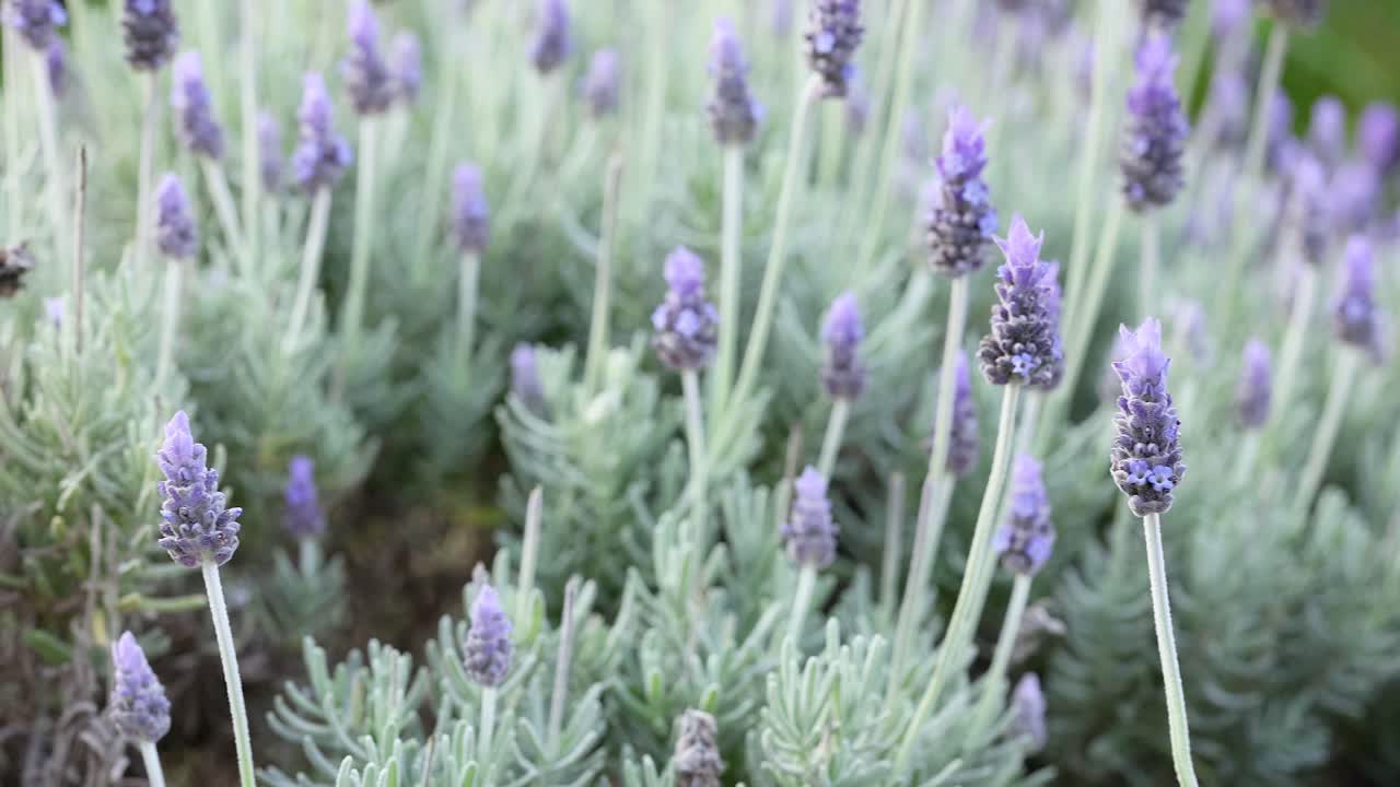 las flores de lavanda balanceándose en la brisa