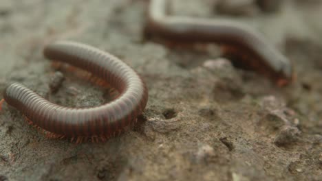 close-up of brown millipedes crawling on the ground