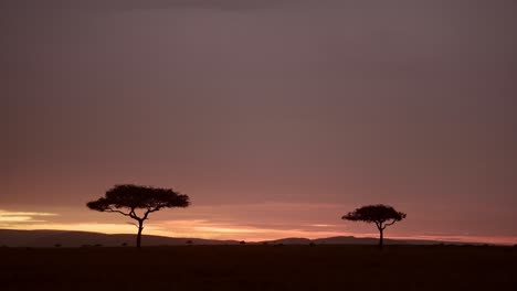 beautiful sunrise landscape of africa savanna and acacia trees in masai mara in kenya, dark orange moody dramatic african sunset sky at night in maasai mara, background with copy space