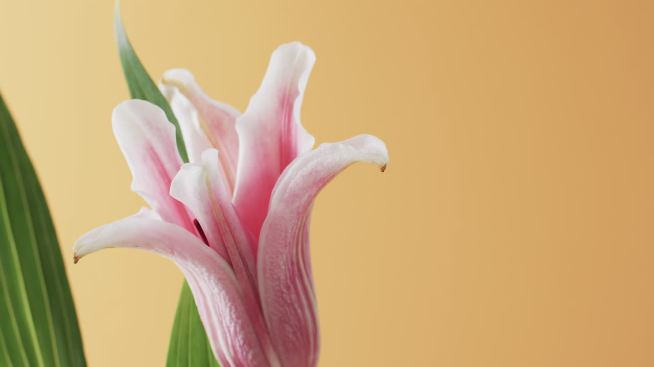 노란색 배경에 복사 공간과 함께 분홍색 릴리 꽃과 잎의 비디오