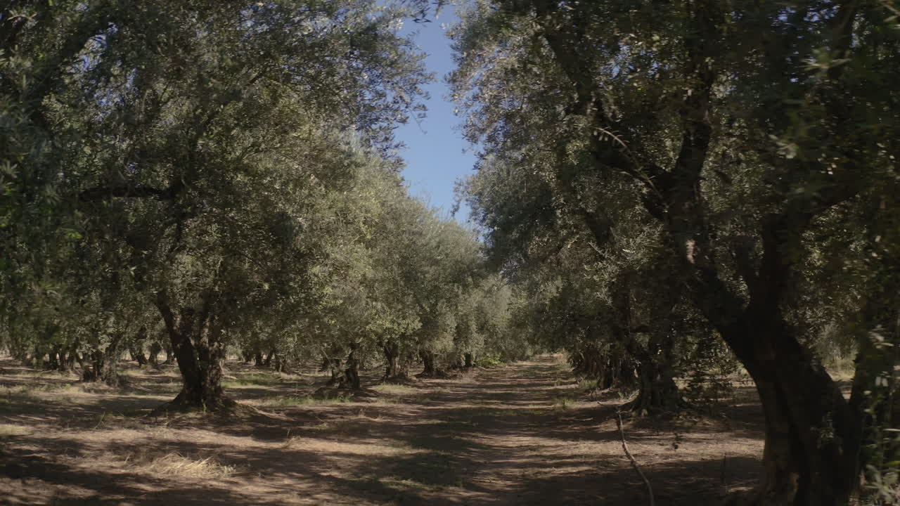 A tranquil olive grove with rows of trees and a dirt path