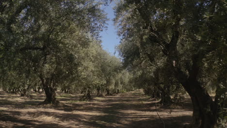a tranquil olive grove with rows of trees and a dirt path