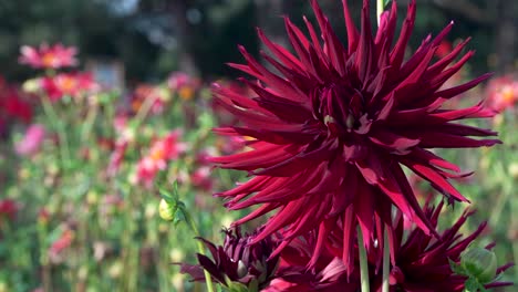 large dark red cactus dahlia flower blooms in sunny garden