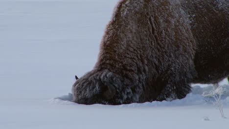 bison buffalo graze and walk in yellowstone national park in winter 5